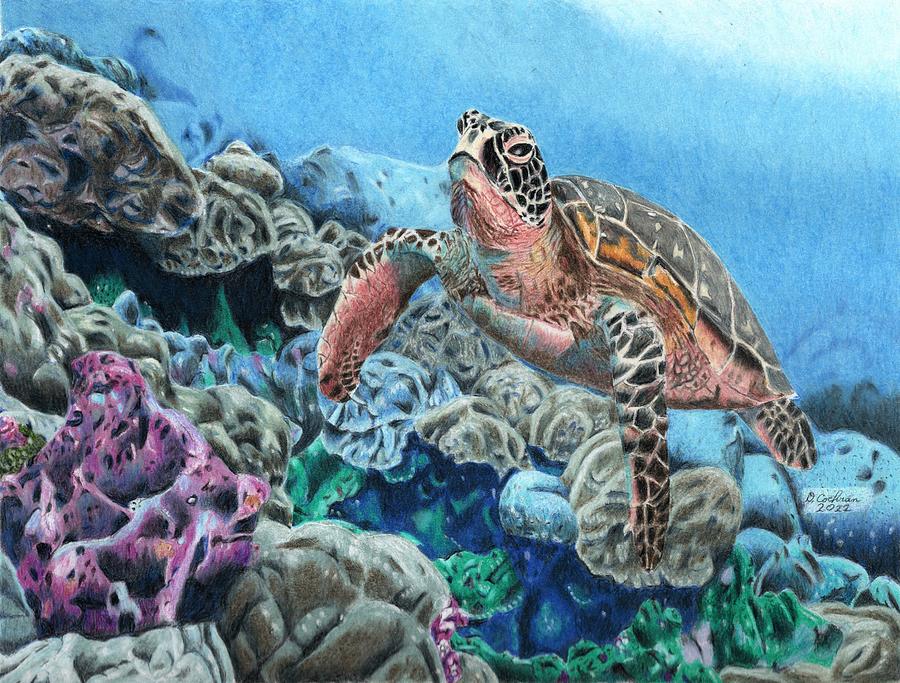 Turtle Drawing - Pecs Turtle by David Cochran