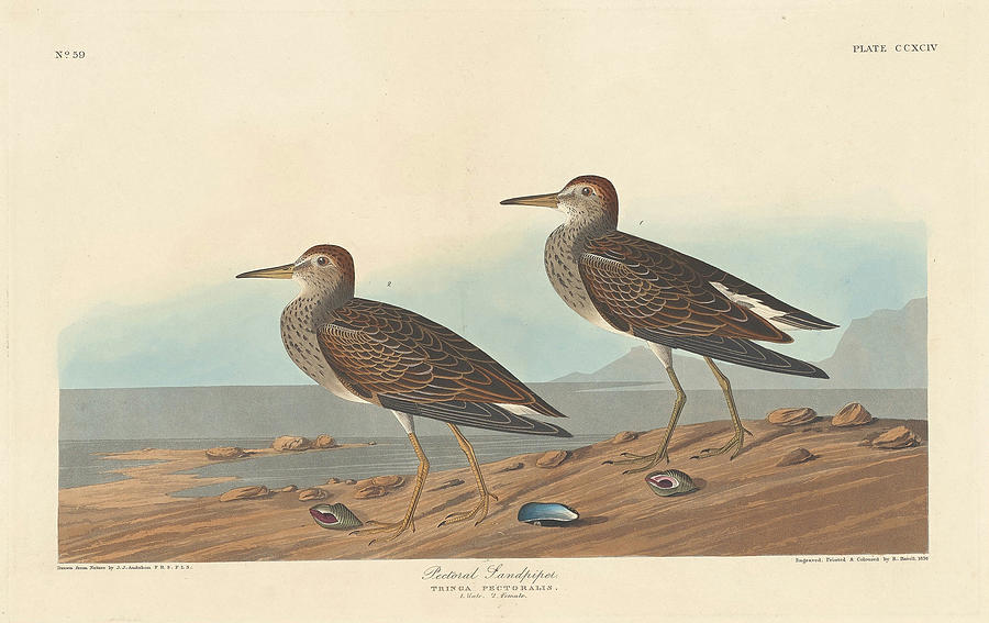 Pectoral Sandpiper Drawing by Robert Havell after John James Audubon