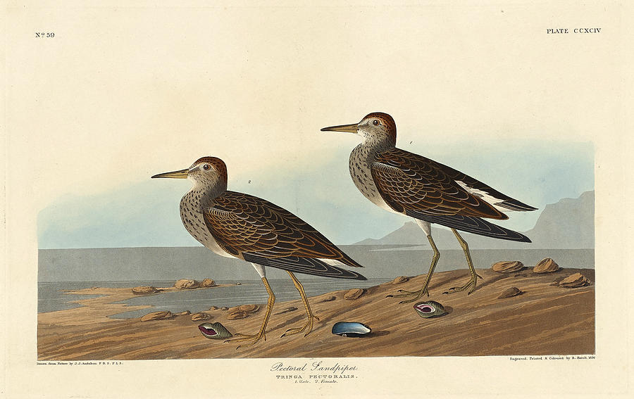 Pectoral Sandpiper Drawing by Robert Havell
