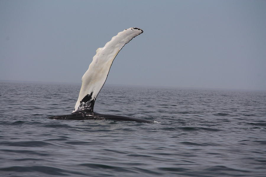 Pectoral whale fin Photograph by David Matthews