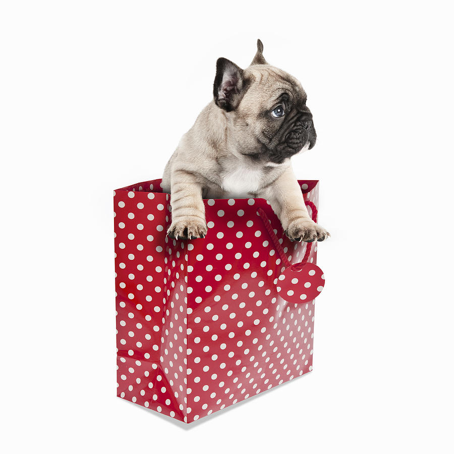 Pedigree French Bulldog puppy in a gift bag Photograph by Andrew Bret Wallis
