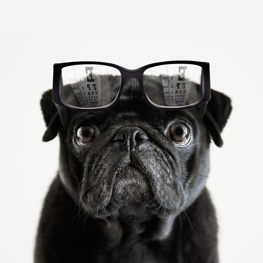 Pedigree Pug tries to read an opticians eye chart Photograph by Andrew Bret Wallis