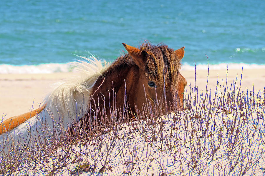 Peek-A-Boo Beach Pony at Assateague Photograph by Bill Swartwout
