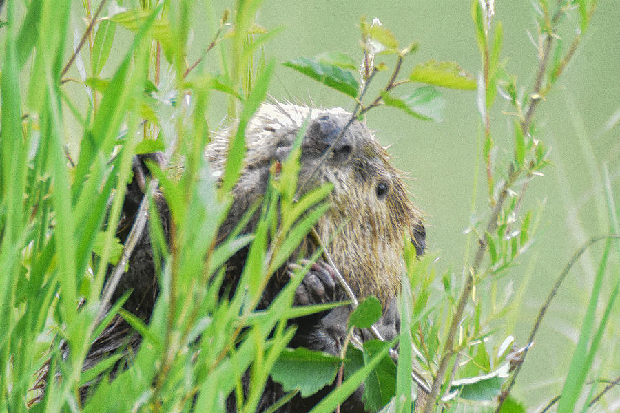Peek-a-boo Beaver Photograph by Ed Stokes