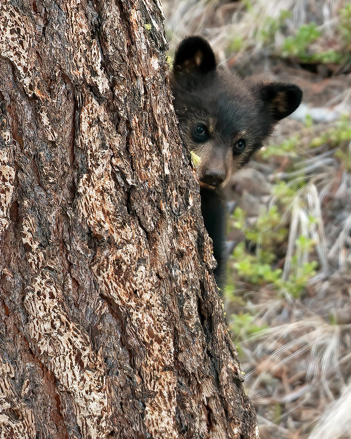 peek a boo bear