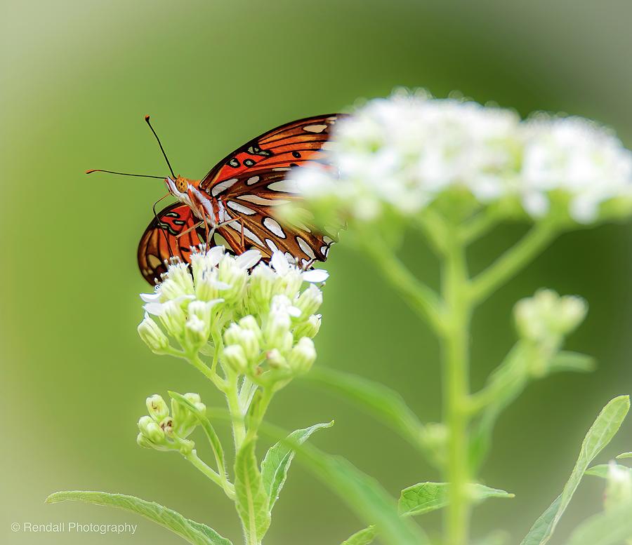 Peek-a-Boo Butterfly Photograph by Pam Rendall