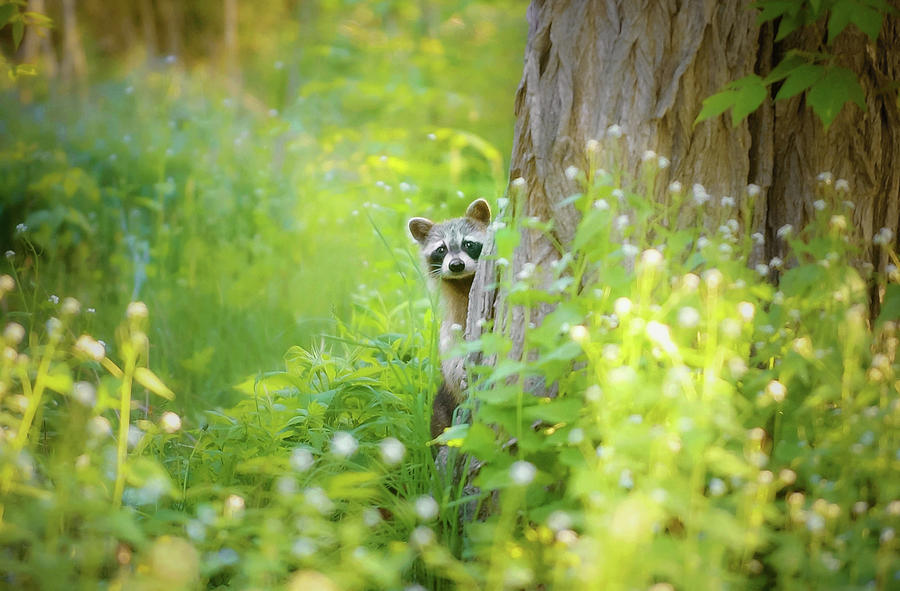 Peek-a-boo Photograph - Peek A Boo by Carrie Ann Grippo-Pike Peek-a-boo Photograph - Peek A Boo by Carrie Ann Grippo-Pike