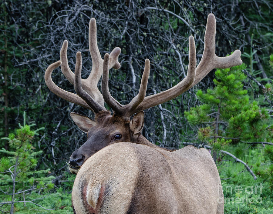 Peek-A-Boo Elk Photograph by Bob Christopher