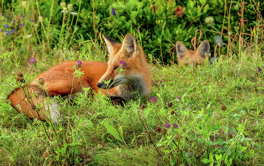 Peek A Boo Fox Kit Photograph by Marcy Wielfaert