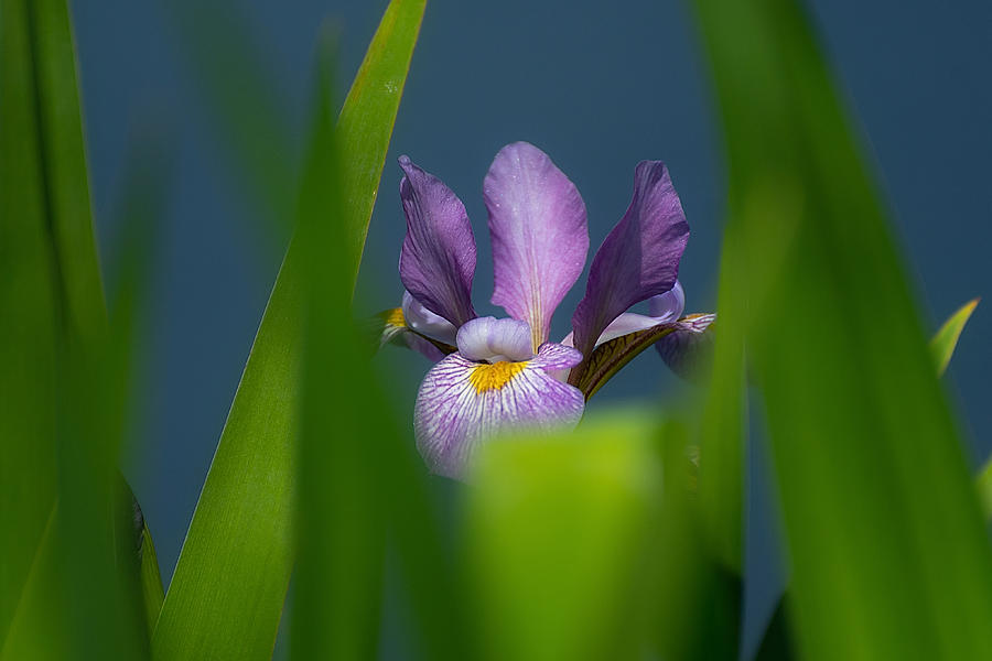 Iris Photograph - Peek A Boo Iris by Fraida Gutovich