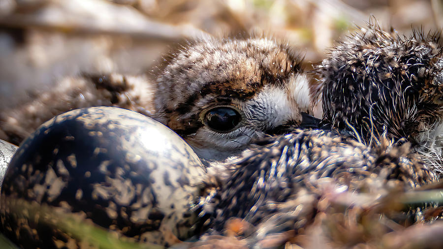 Peek-a-boo Killdeer Chick Photograph by Bryan Moore