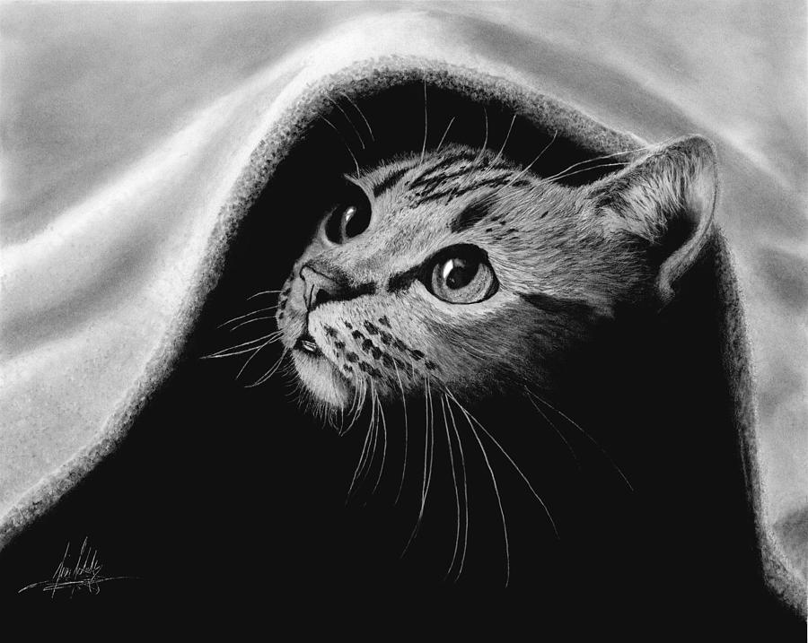 Animal Drawing - Peek-a-boo Kitten by James Schultz