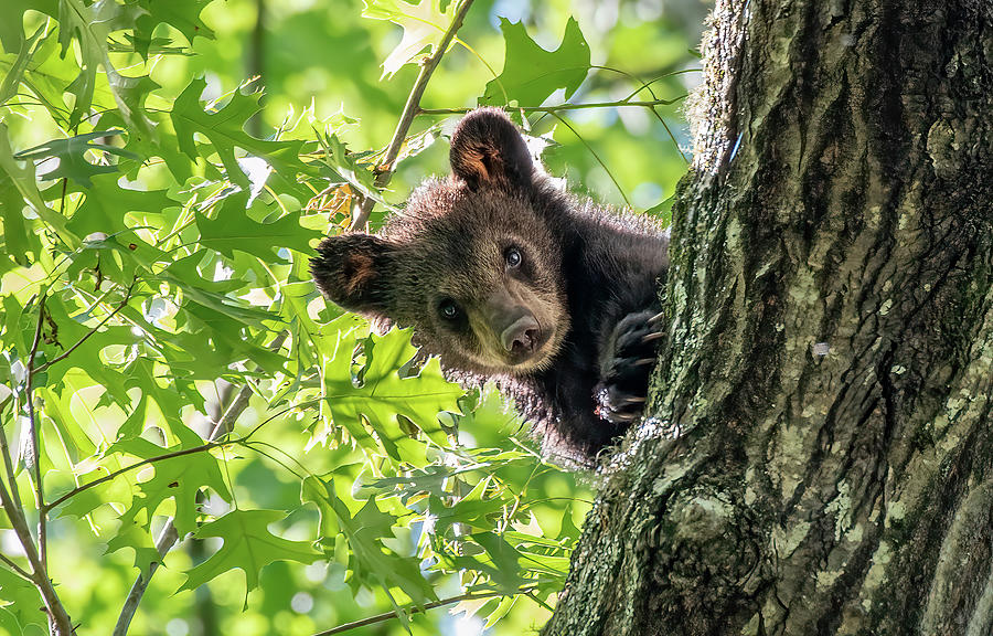 Black Bear Photograph - Peek a Boo by Marcy Wielfaert