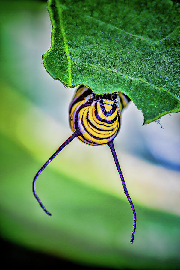 Peek A Boo Monarch Photograph by Roberto Aloi