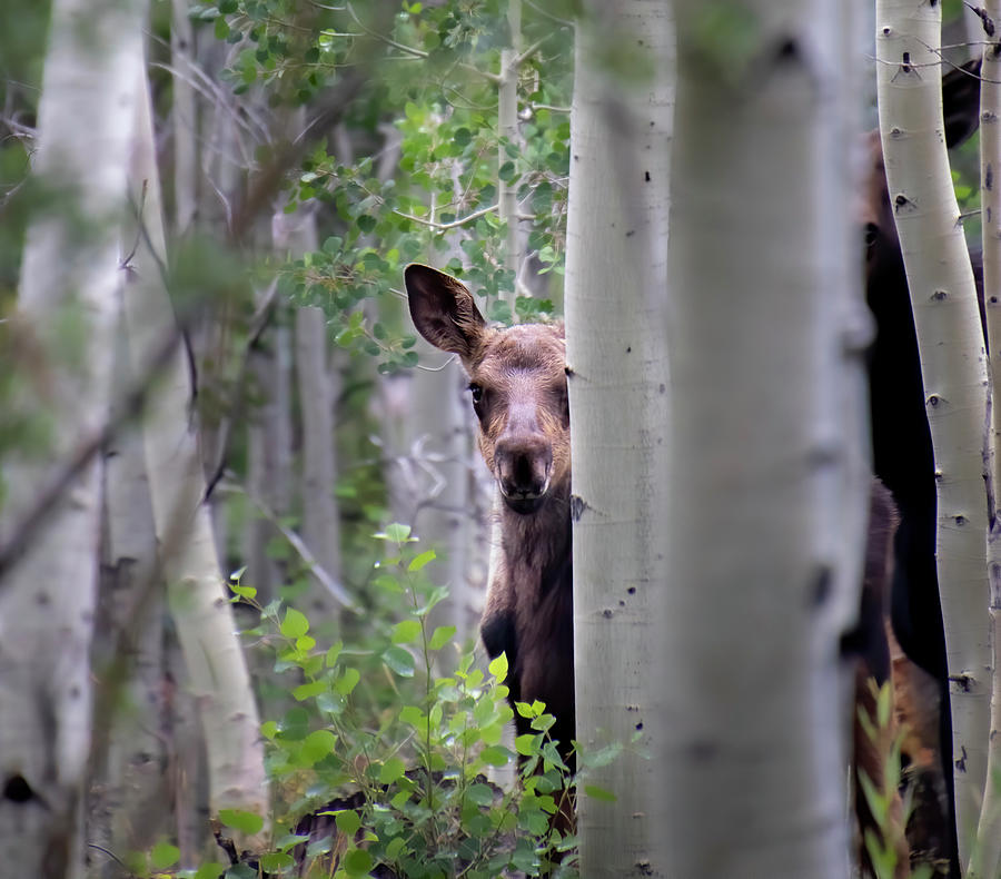 Peek a Boo Moose Calf Photograph by Laura Terriere