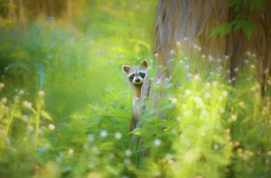 Peek A Boo Painterly Version Photograph by Carrie Ann Grippo-Pike