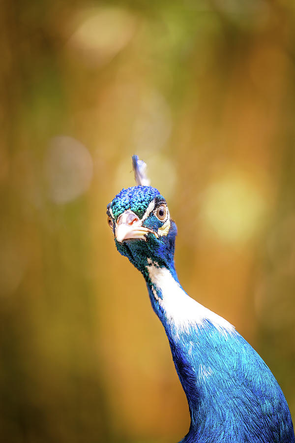 Peek-a-boo Peacock  Photograph by Bryan Moore