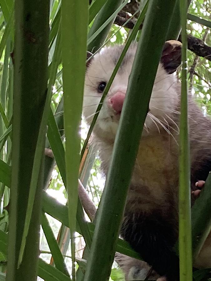 Peek-a-boo possum. Photograph by Bess Carter