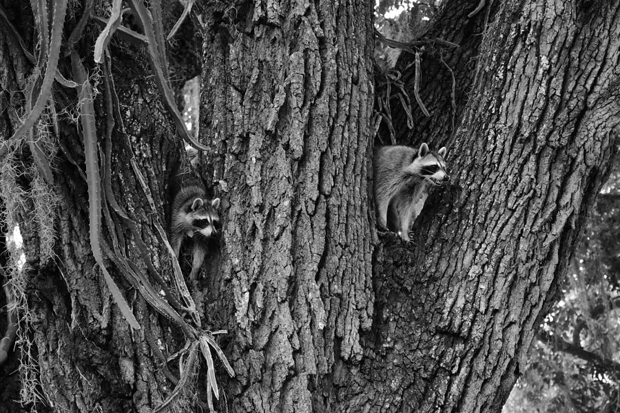 Peek-A-Boo Raccoons Black And White  Photograph by Christopher Mercer