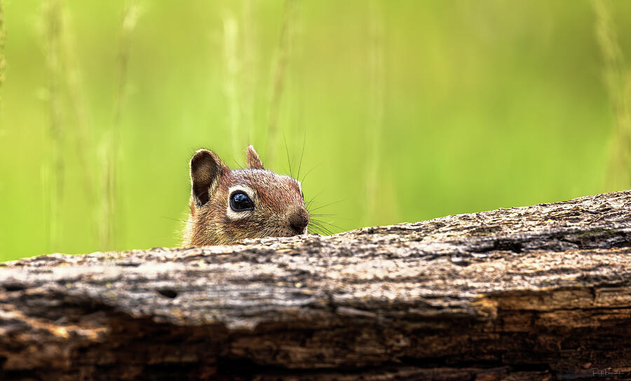 Peek-a-Boo Photograph by Rick Furmanek