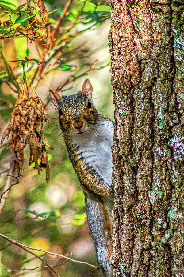 Peek A Boo Squirrel Photograph By Donald Lanham | Fine Art America