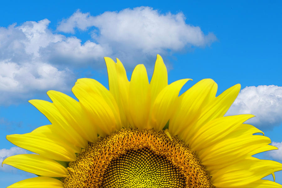 Peek-a-boo Sunflower Photograph