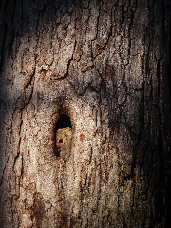 Peek-a-boo Photograph by Timothy Harris