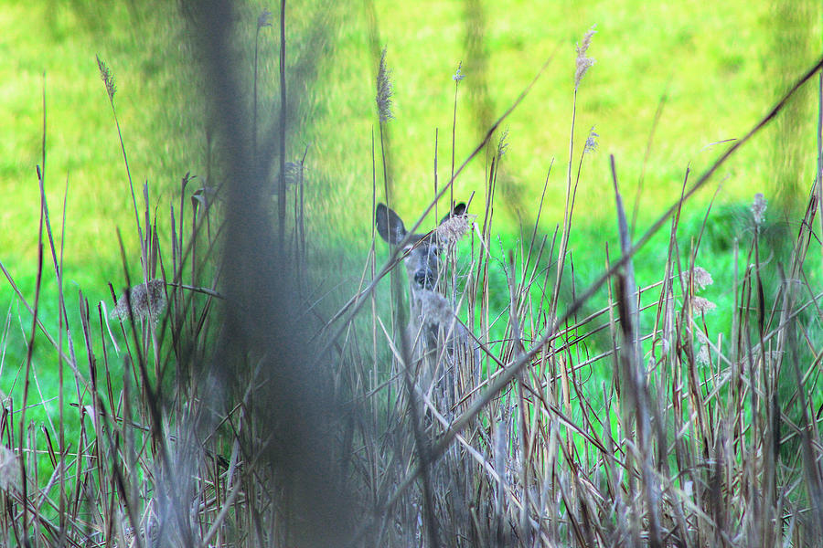 Peek-a-boo Photograph by Tricia Gordon - Fine Art America