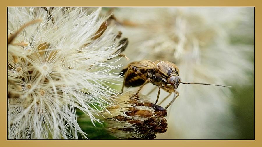 Peek a Boo Wasp Photograph by John Benedict
