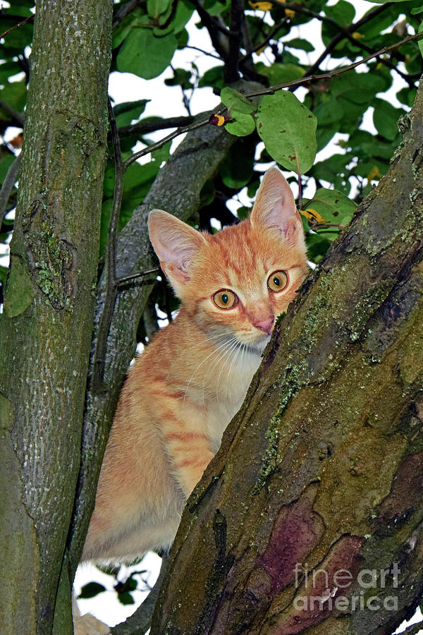 Peek-a-boo With A Kitten Photograph