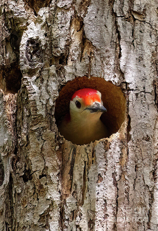 Peek a Boo Woodpecker Photograph by Chris Scroggins