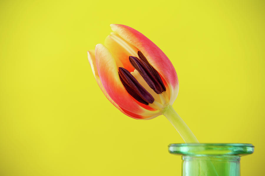 Peek Inside a Tulip Photograph by Tina Horne