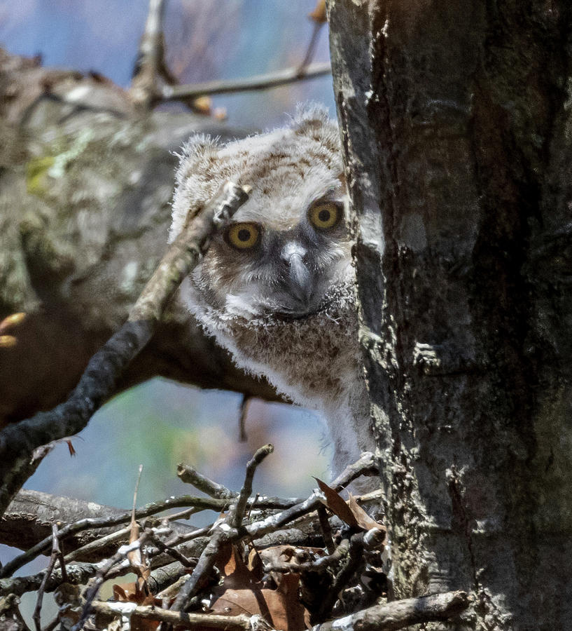 Peekaboo Photograph by Brian Shoemaker - Fine Art America