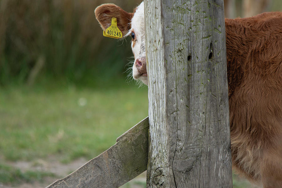 Peekaboo cow Photograph by Gareth Parkes