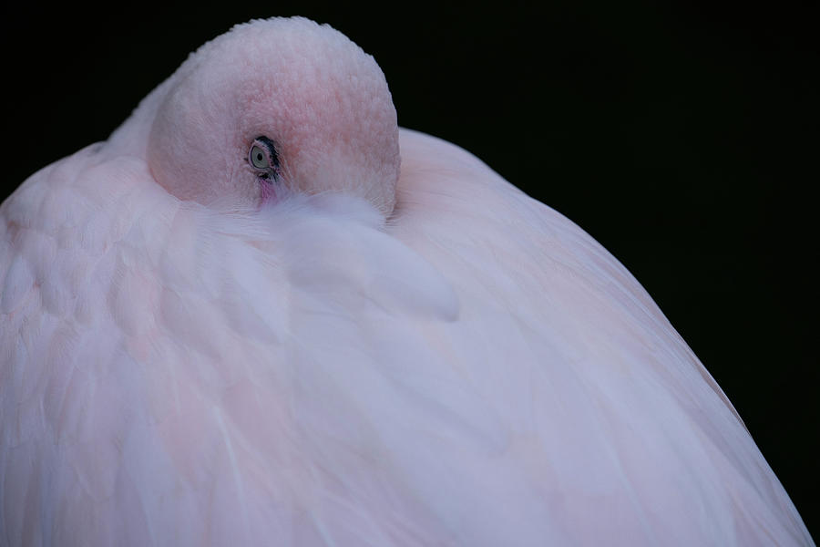Peekaboo Flamingo Photograph by Tina Horne