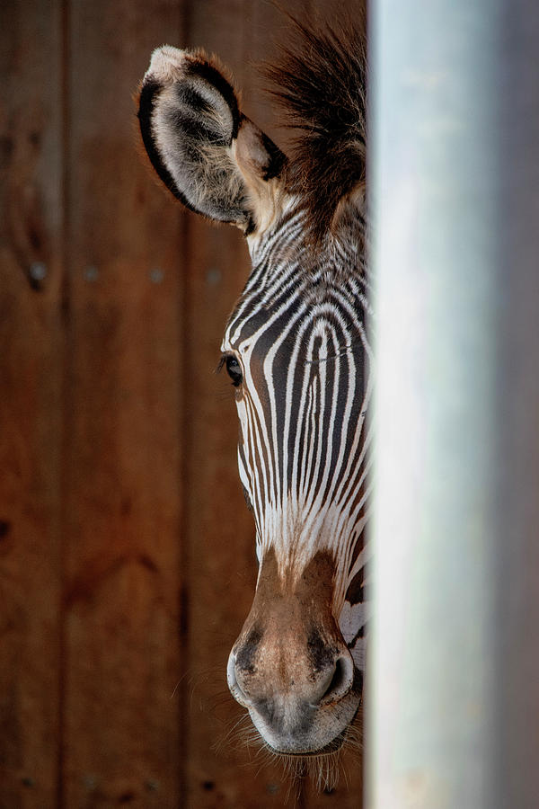 Peekaboo Zebra Photograph