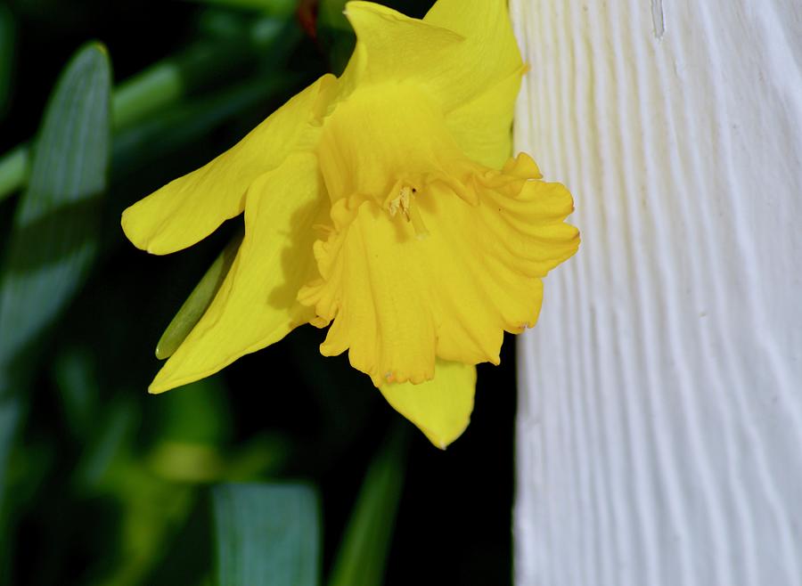 Peeking Daffodill  Photograph by Warren Thompson