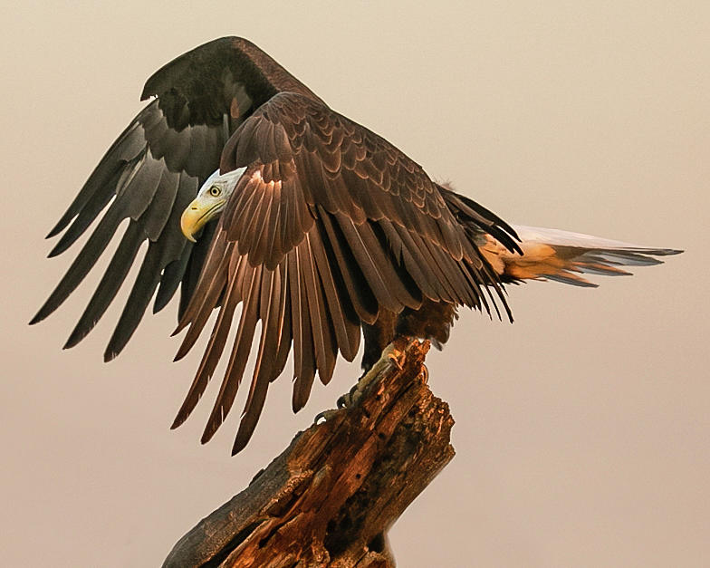 Peeking Eagle Photograph by Dawn Key