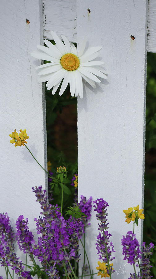 Daisy Photograph - Peeking Garden Daisy by D Lee