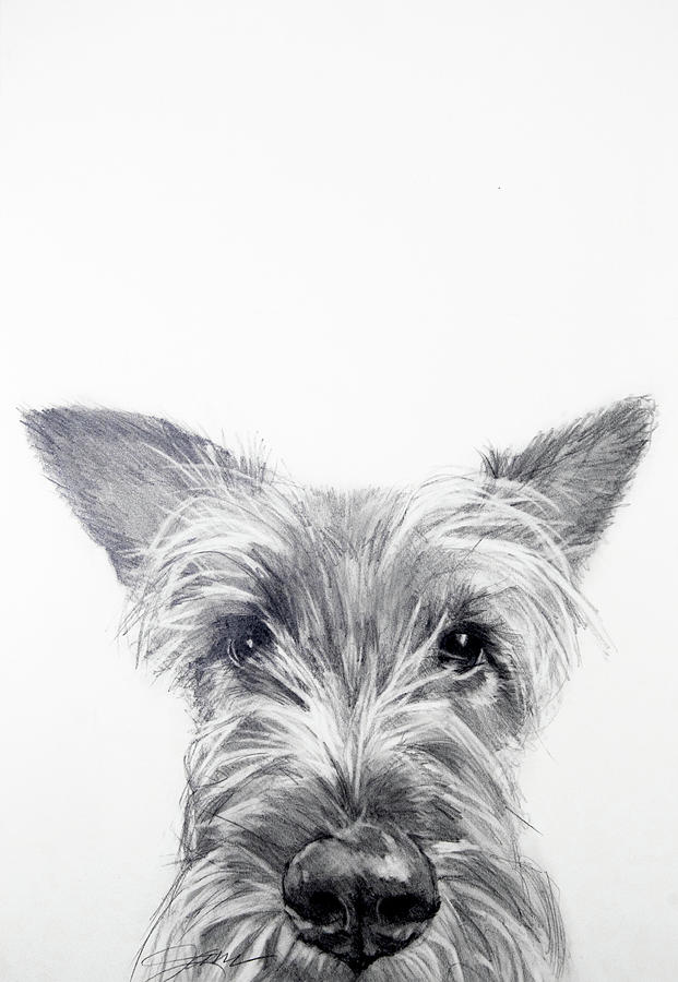Peeking Irish Terrier Drawing by Jani Freimann