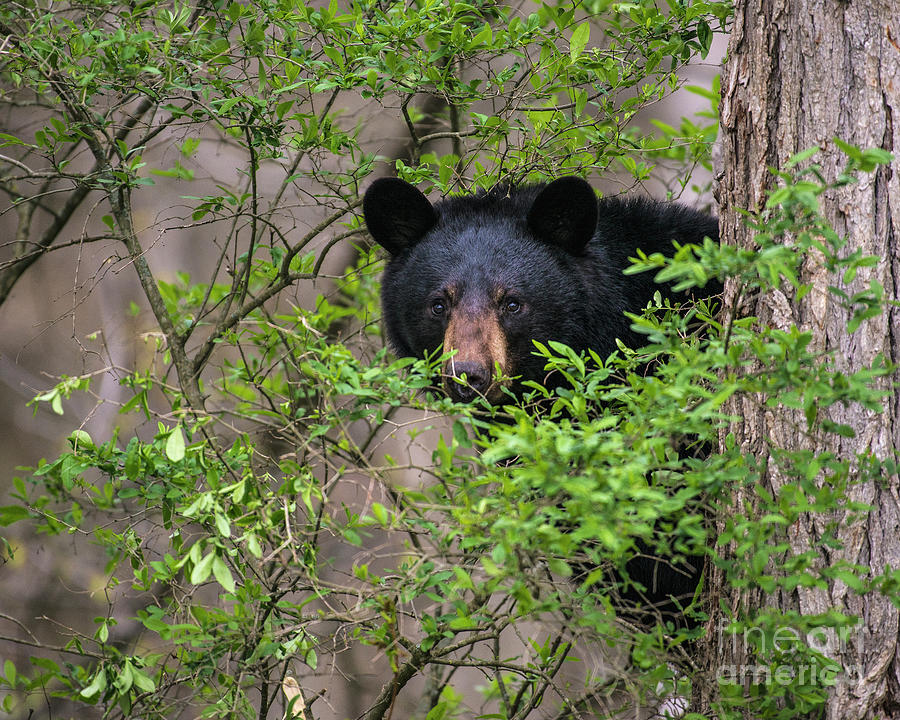 Peeking Out Sow Black Bear Photograph by Timothy Flanigan | Fine Art ...