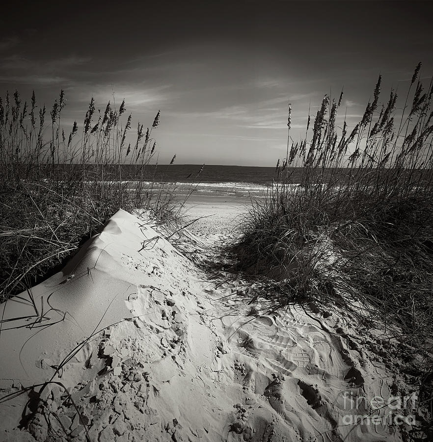 Peeking Over The Dune Photograph by Luther Fine Art