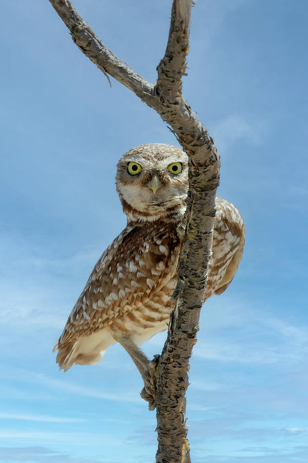 Peeking Owl Photograph