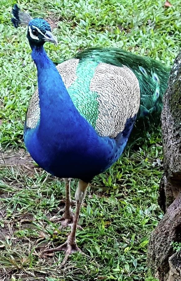 Peeking Peacock Photograph by Nancy Aki | Pixels