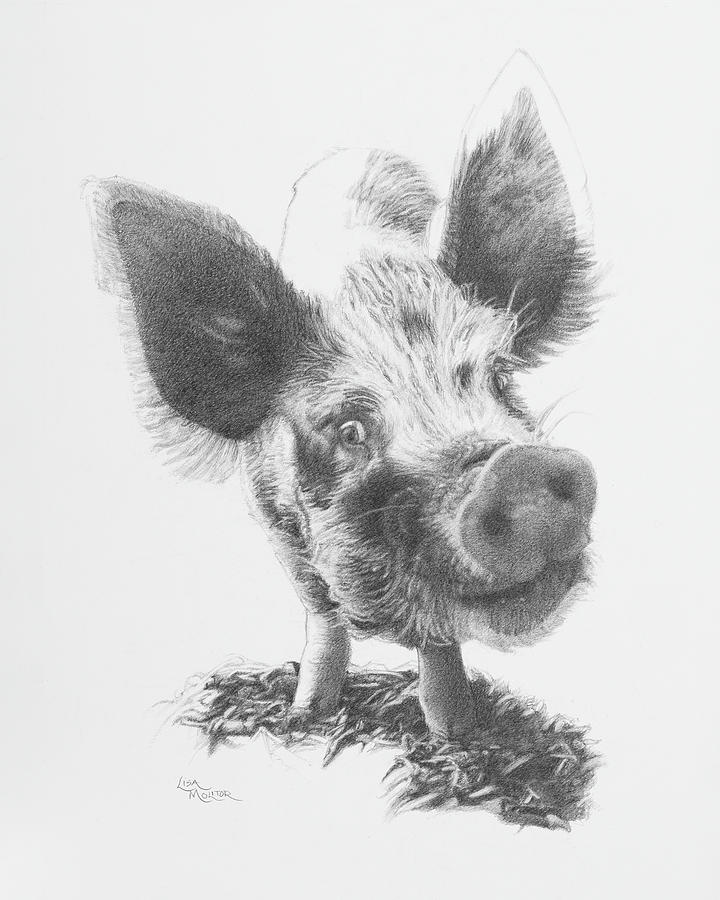 Pig Drawing - Peeking Pig 3 by Lisa Molitor