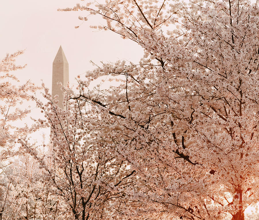 Peeking Through The Cherry Blossoms Photograph