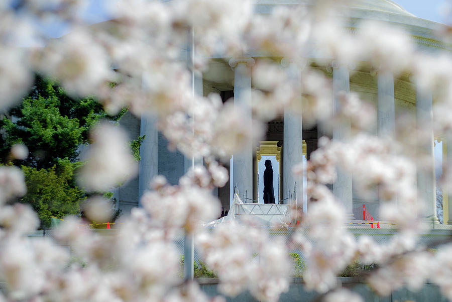 Peeking through the Cherry Blossoms Photograph by Lori Coleman