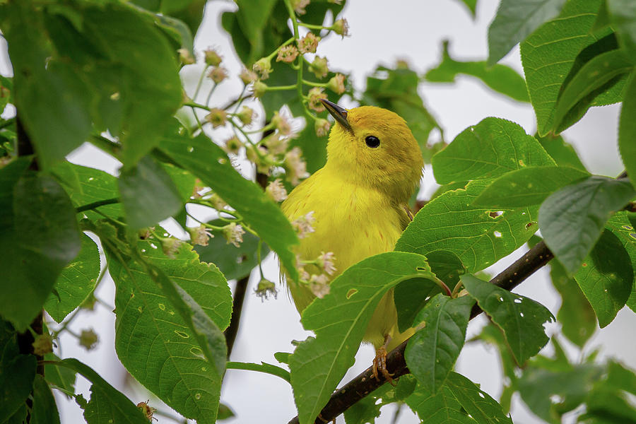 Peeking Yellow Warbler Photograph by Dale Kincaid