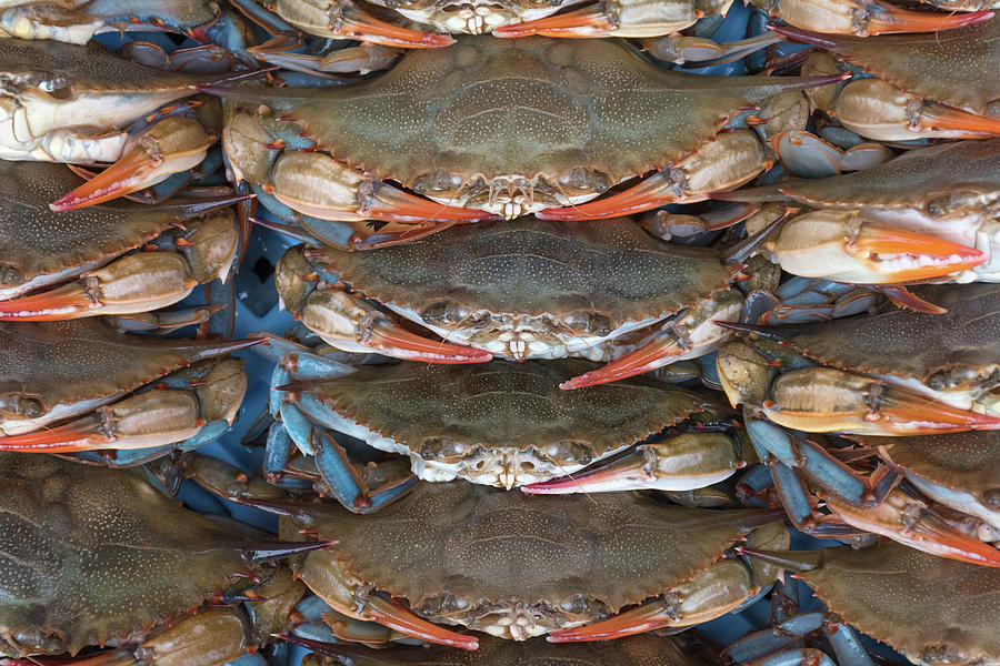 Peelers Photograph by Wendy Foster Pixels