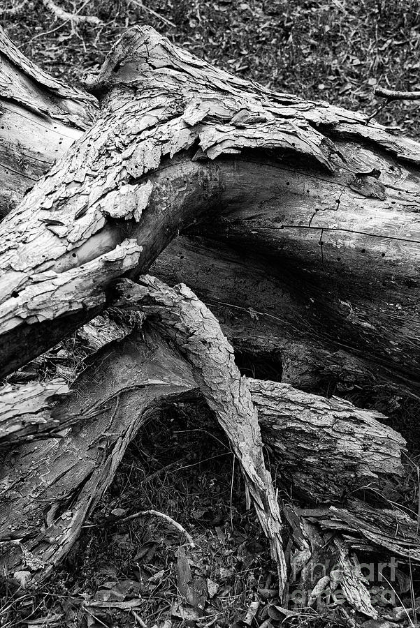 Peeling Bark on Fallen Tree 2 Photograph by Bob Phillips